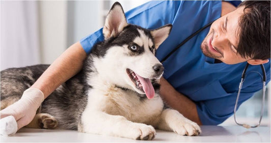 How often should you take your dog to the vet?